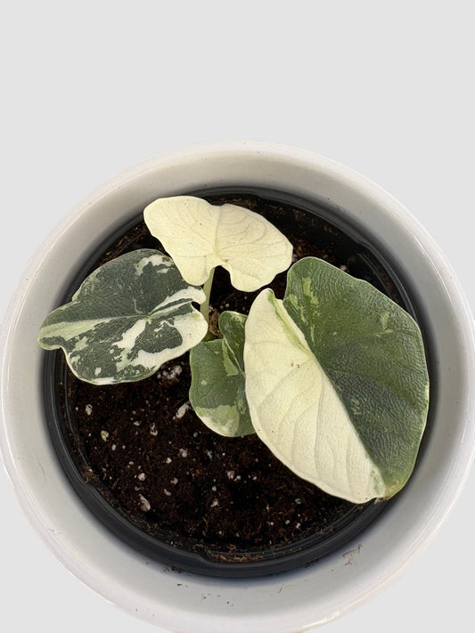 Alocasia Melo Albo Variegated close-up – textured green leaves with creamy-white sectors and marbling, by Plantalure