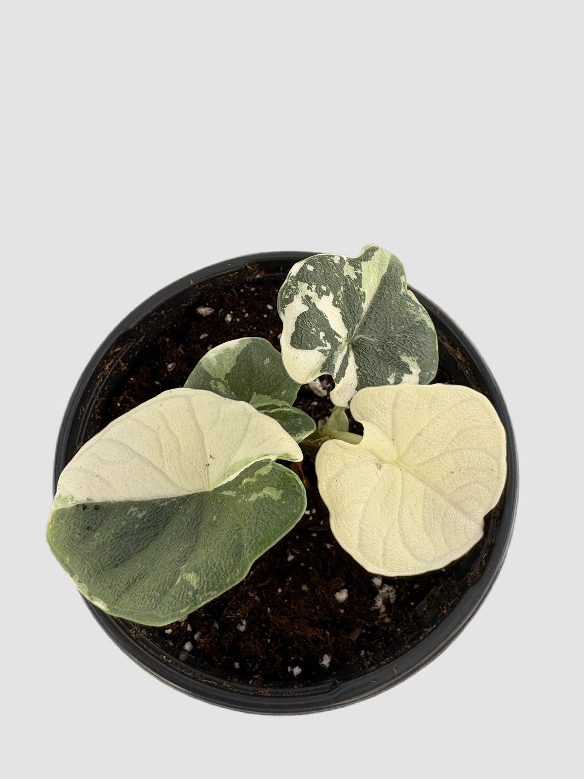 Alocasia Melo Albo Variegated in nursery pot – textured leaves with creamy-white and green variegation, by Plantalure