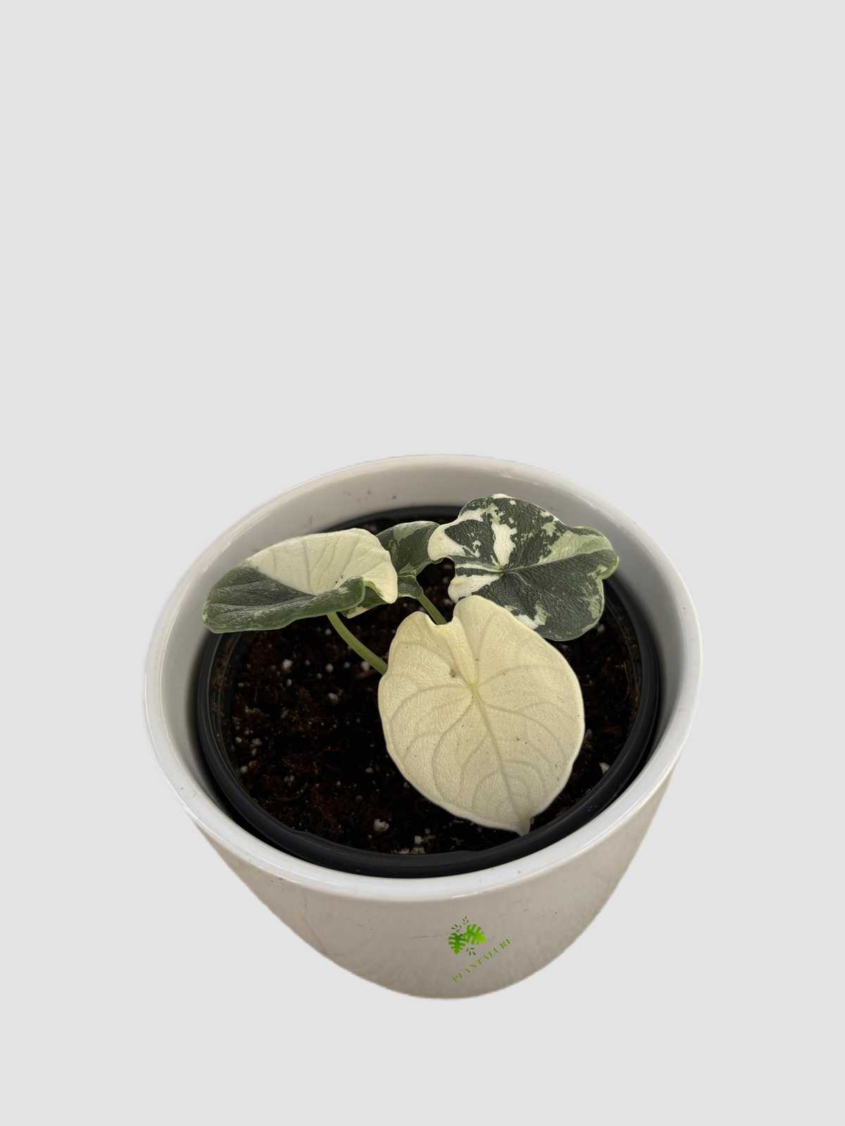 Alocasia Melo Albo Variegated in ceramic pot – compact green and creamy-white variegated foliage, by Plantalure
