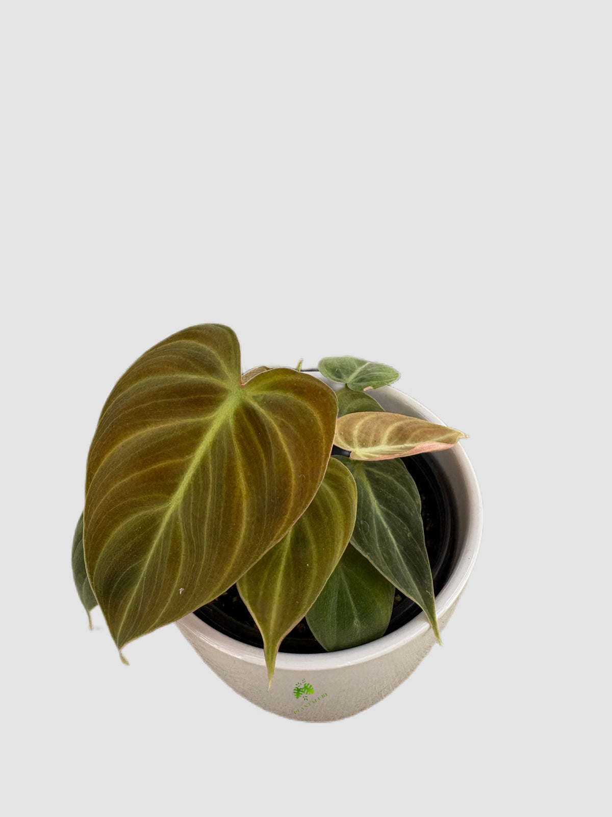 Philodendron El Choco Red