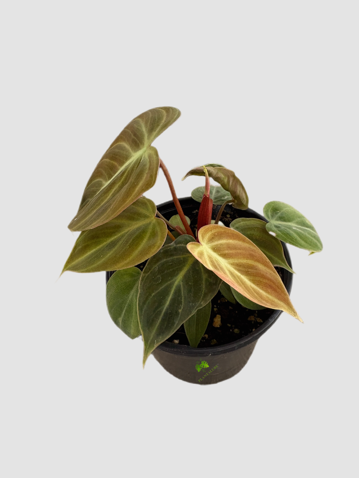 Philodendron El Choco Red