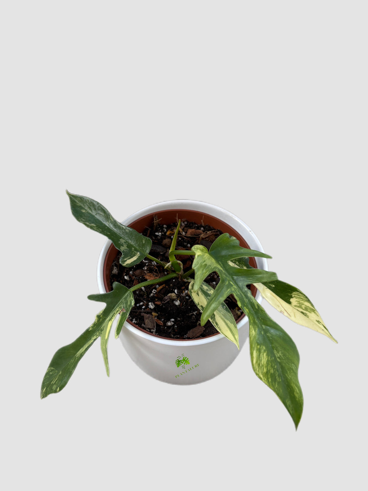Philodendron Florida Beauty × Tortum Variegated