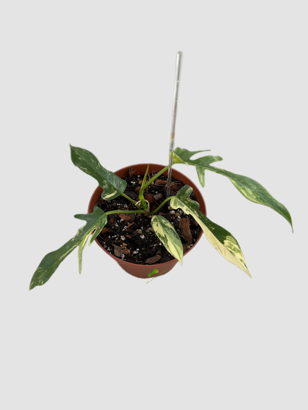 Philodendron Florida Beauty × Tortum Variegated