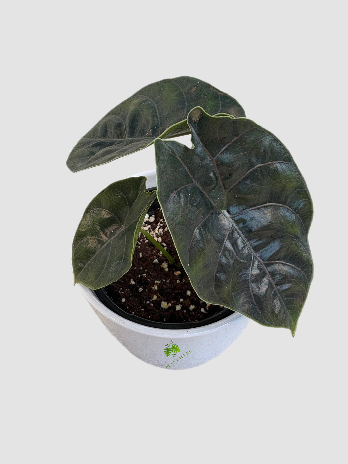 Alocasia Azlanii in ceramic pot – glossy dark green foliage with metallic sheen, grown in Canada by Plantalure