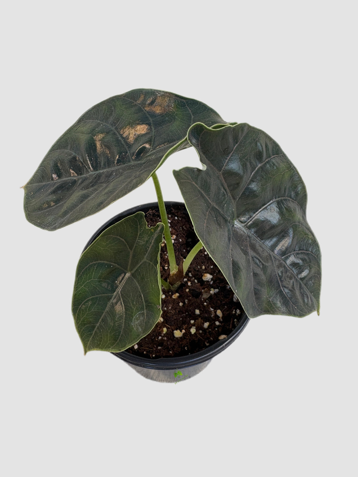 Alocasia Azlanii in 4" nursery pot – dark green leaves with bronze tones and pale veins, grown in Canada by Plantalure