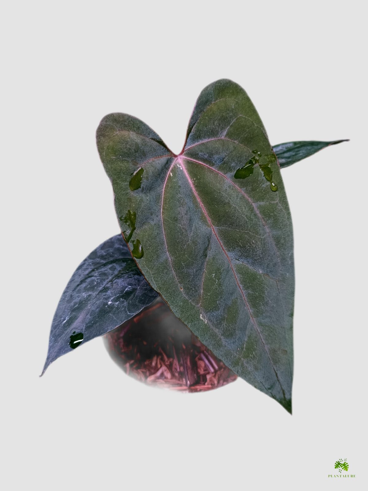 Anthurium Fort Sherman × RVDP in nursery pot – dark heart-shaped leaves with pink veins, grown in Canada by Plantalure
