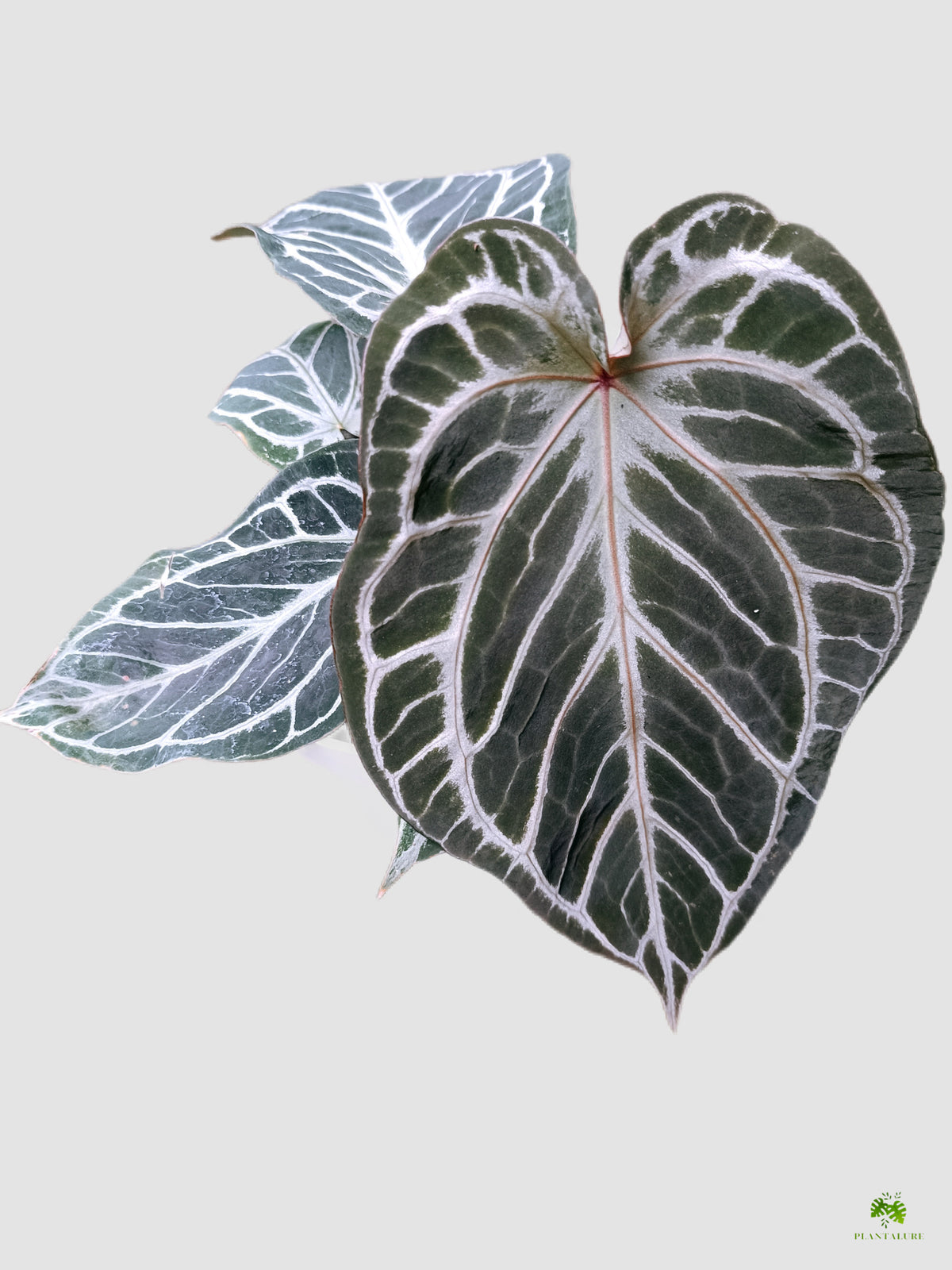Anthurium Red Tiger x Black Crystallinum