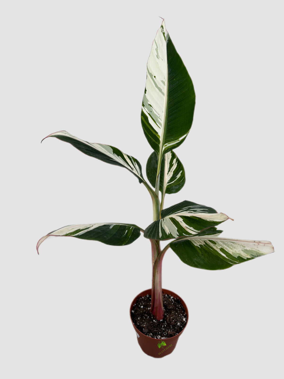 Musa AeAe Florida Variegated Banana in 6" nursery pot, green and white striped leaves, by Plantalure