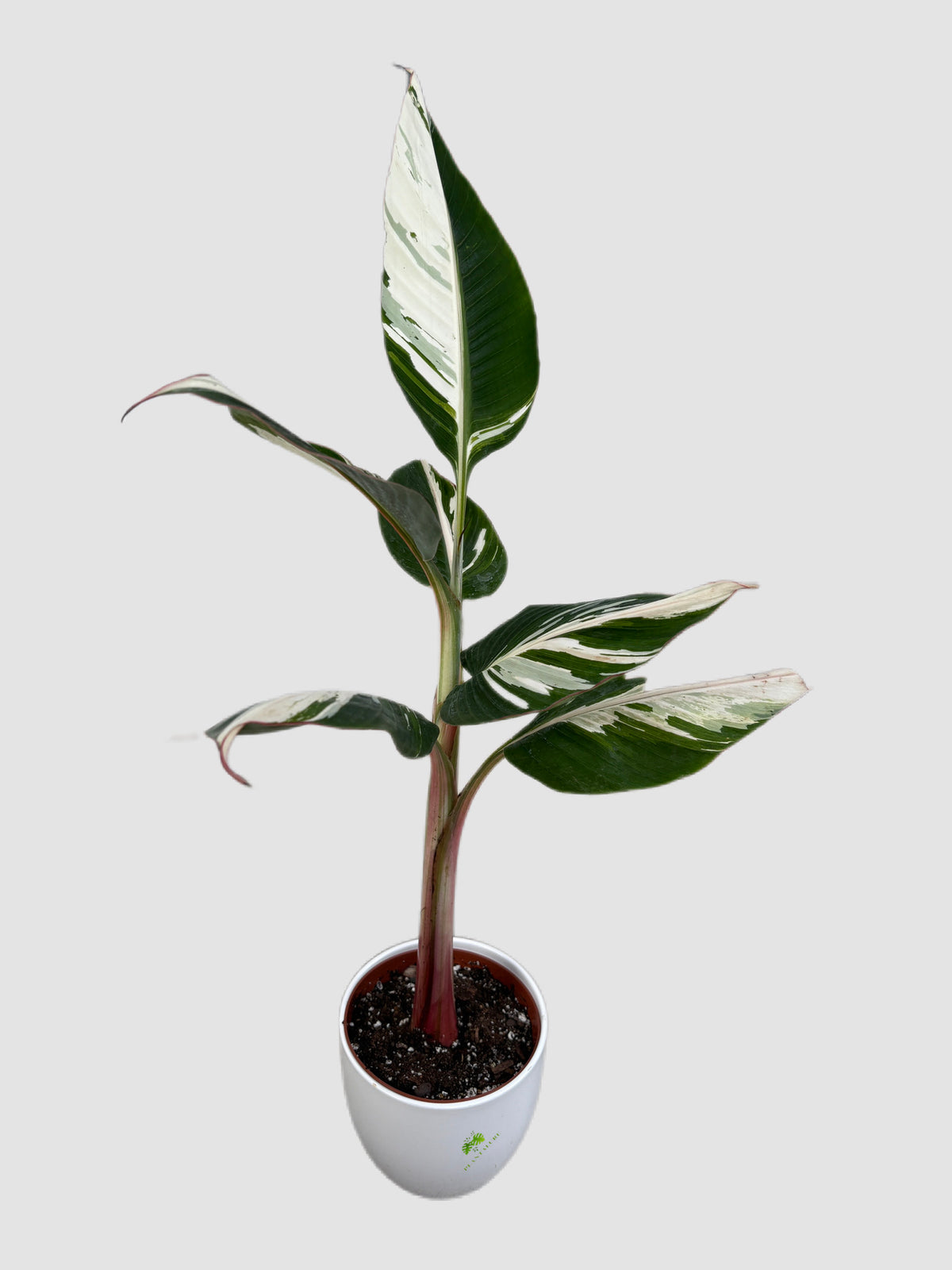 Musa AeAe Florida Variegated Banana in ceramic pot, green and creamy white foliage, by Plantalure