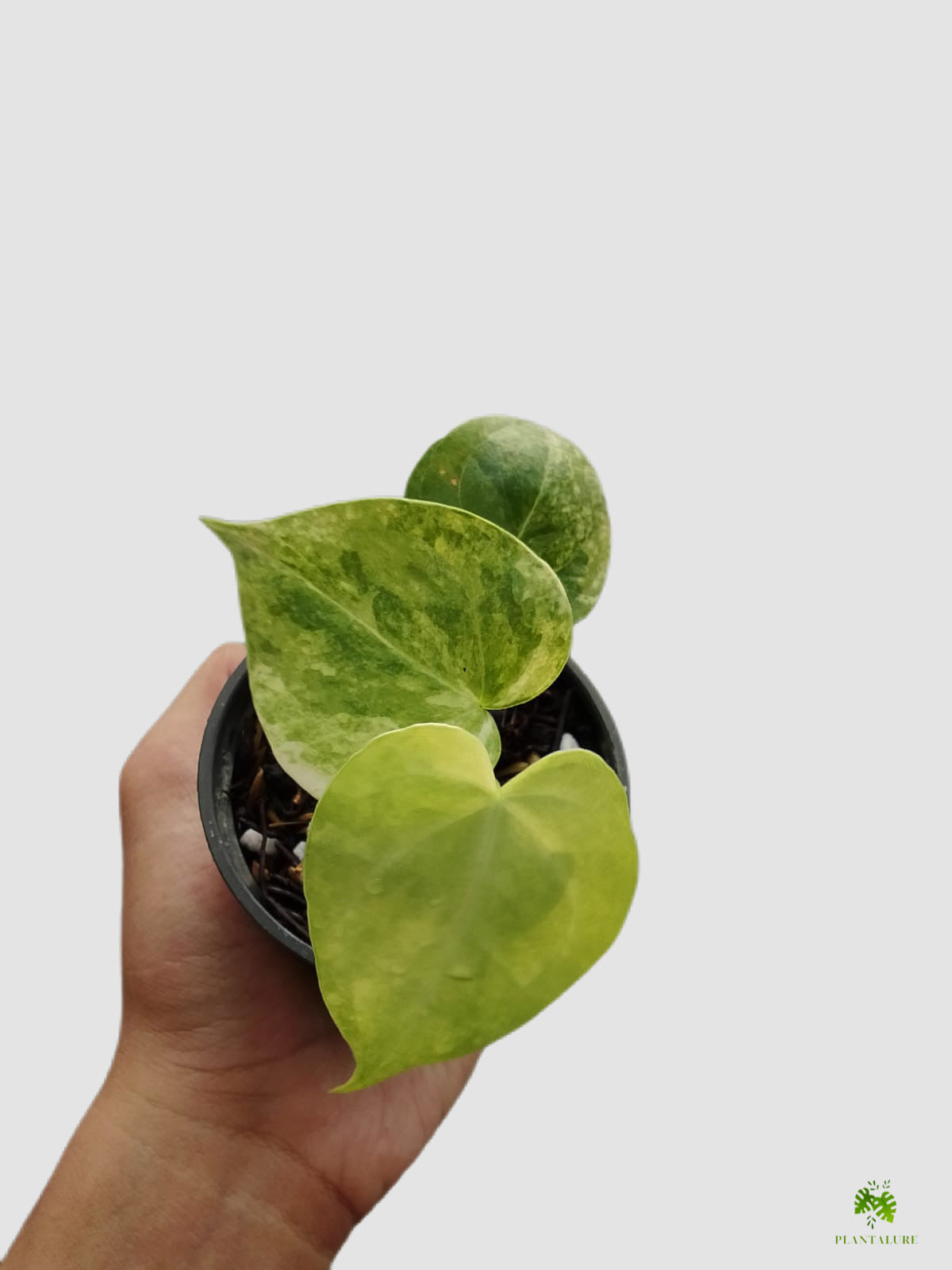 Anthurium Sweet Love Variegated in nursery pot – heart-shaped leaves with mottled lime-green variegation, by Plantalure