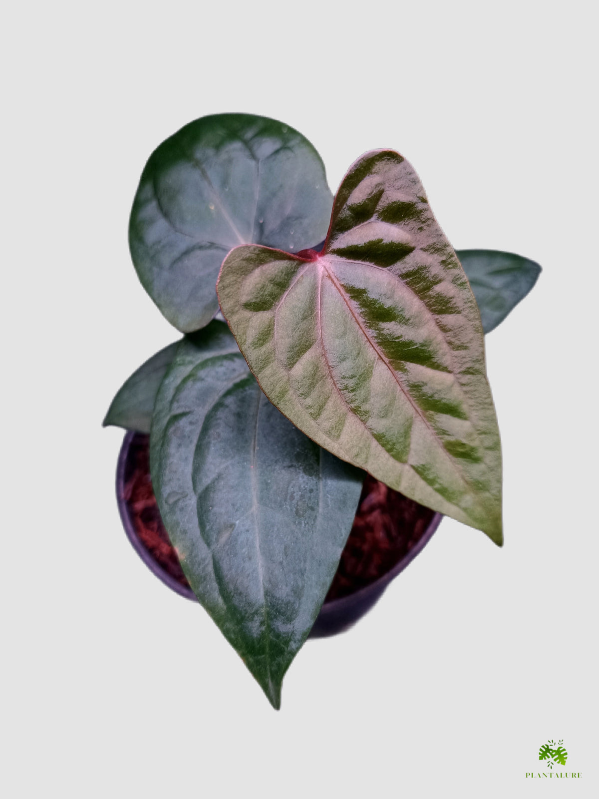 Anthurium Fort Sherman × RVDP