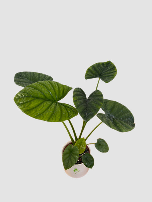 Alocasia Lukiwan – rare tropical aroid with glossy dark green arrow-shaped foliage, grown in Canada by Plantalure