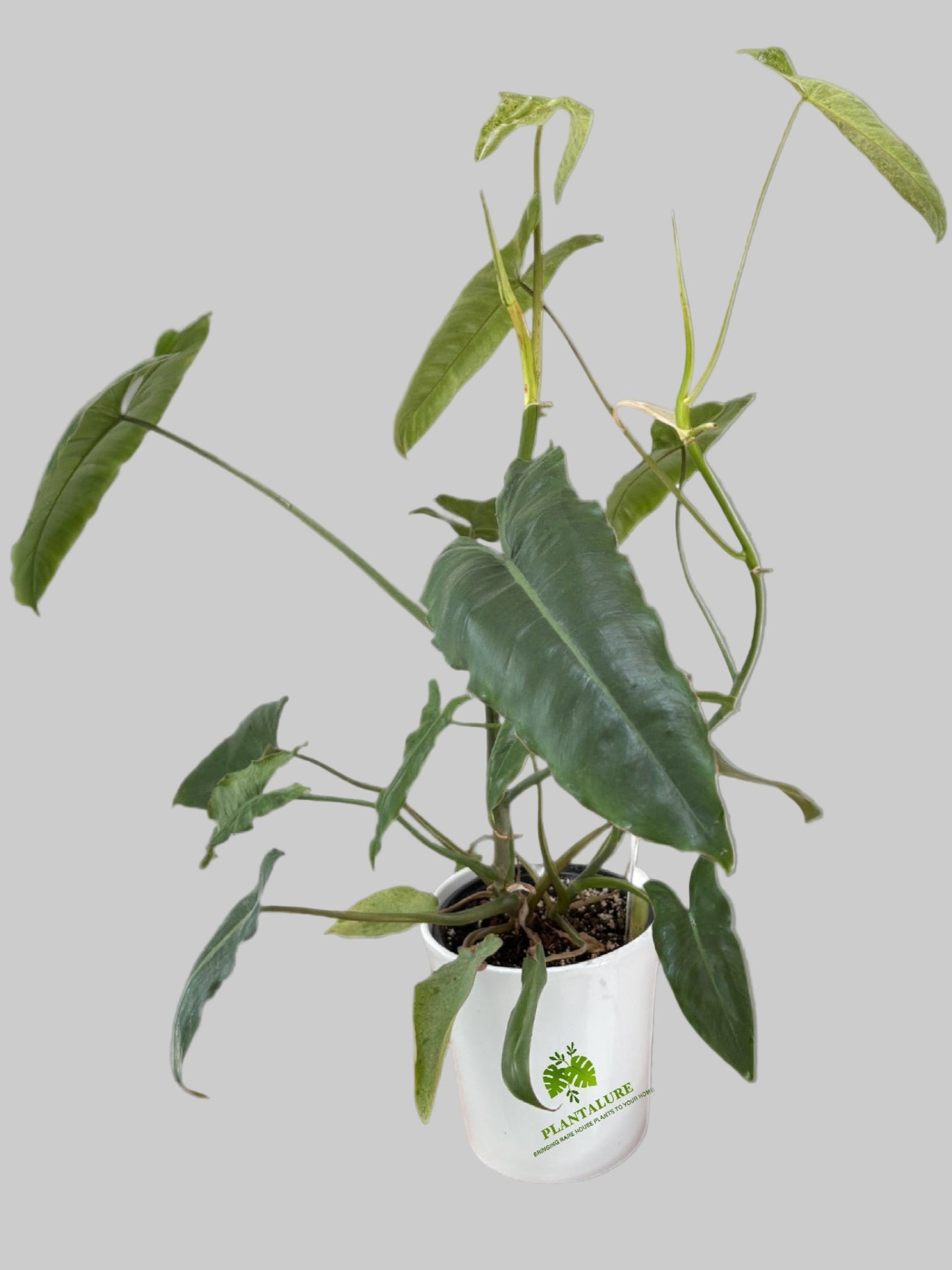 Philodendron Paraiso Verde