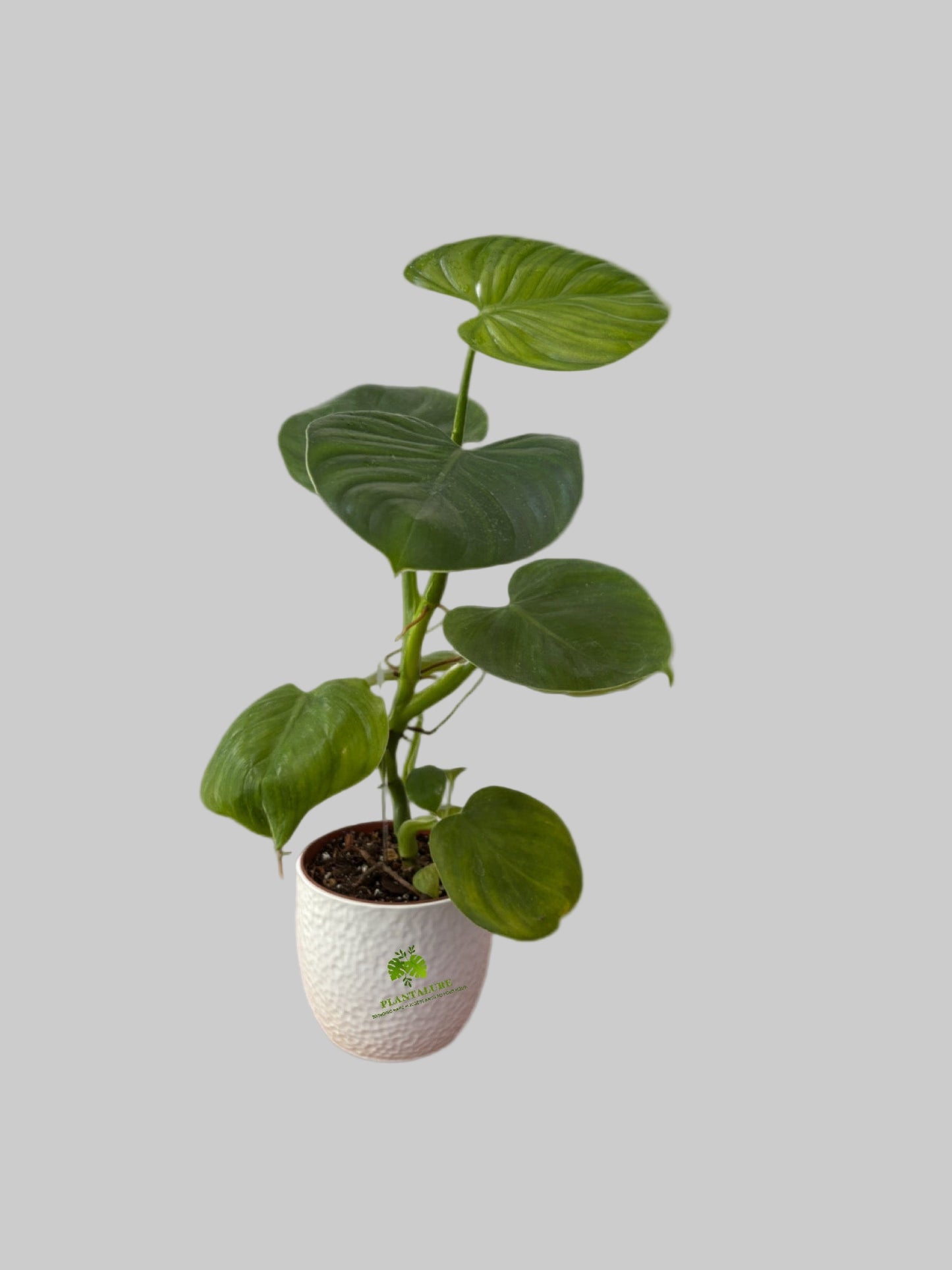 Philodendron Grazielae