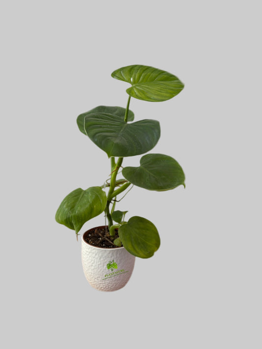 Philodendron Grazielae