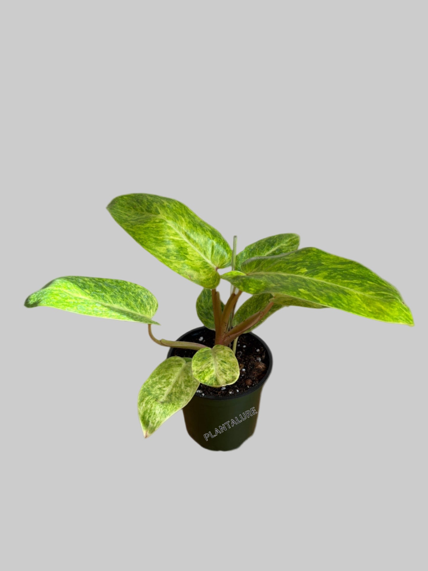 Philodendron Painted Lady