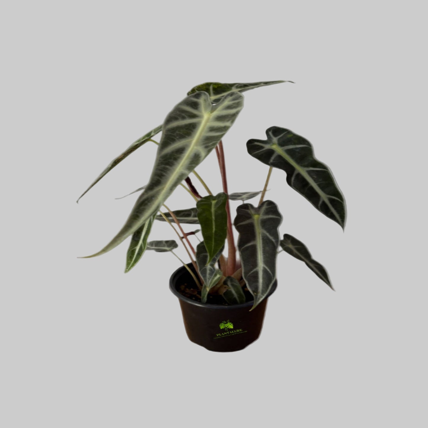 Alocasia Bambino