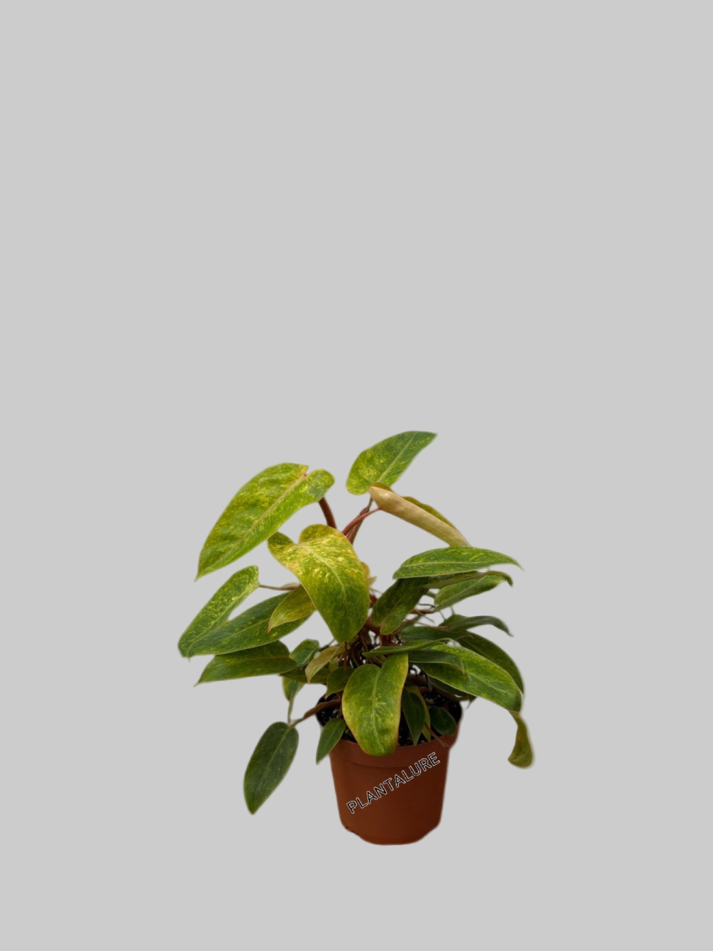 Philodendron Painted Lady