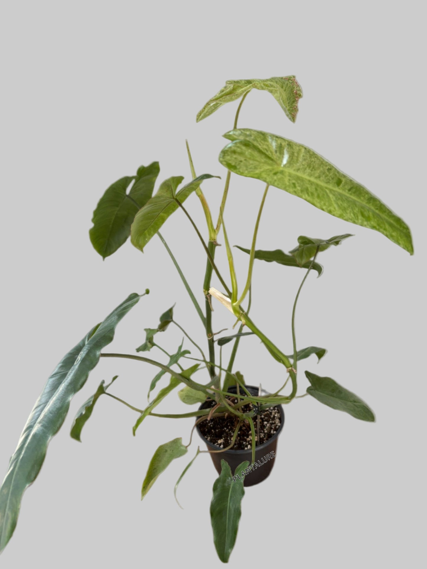 Philodendron Paraiso Verde