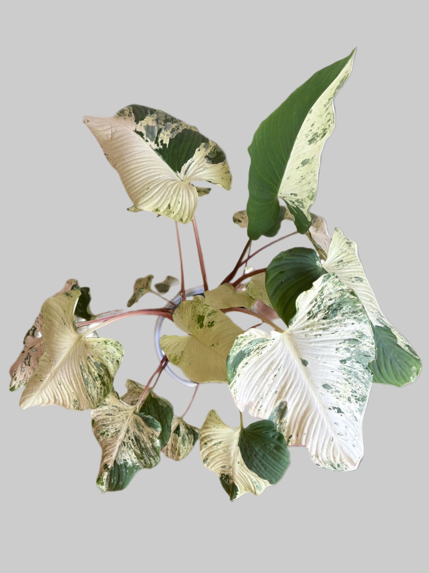 Homalomena variegated