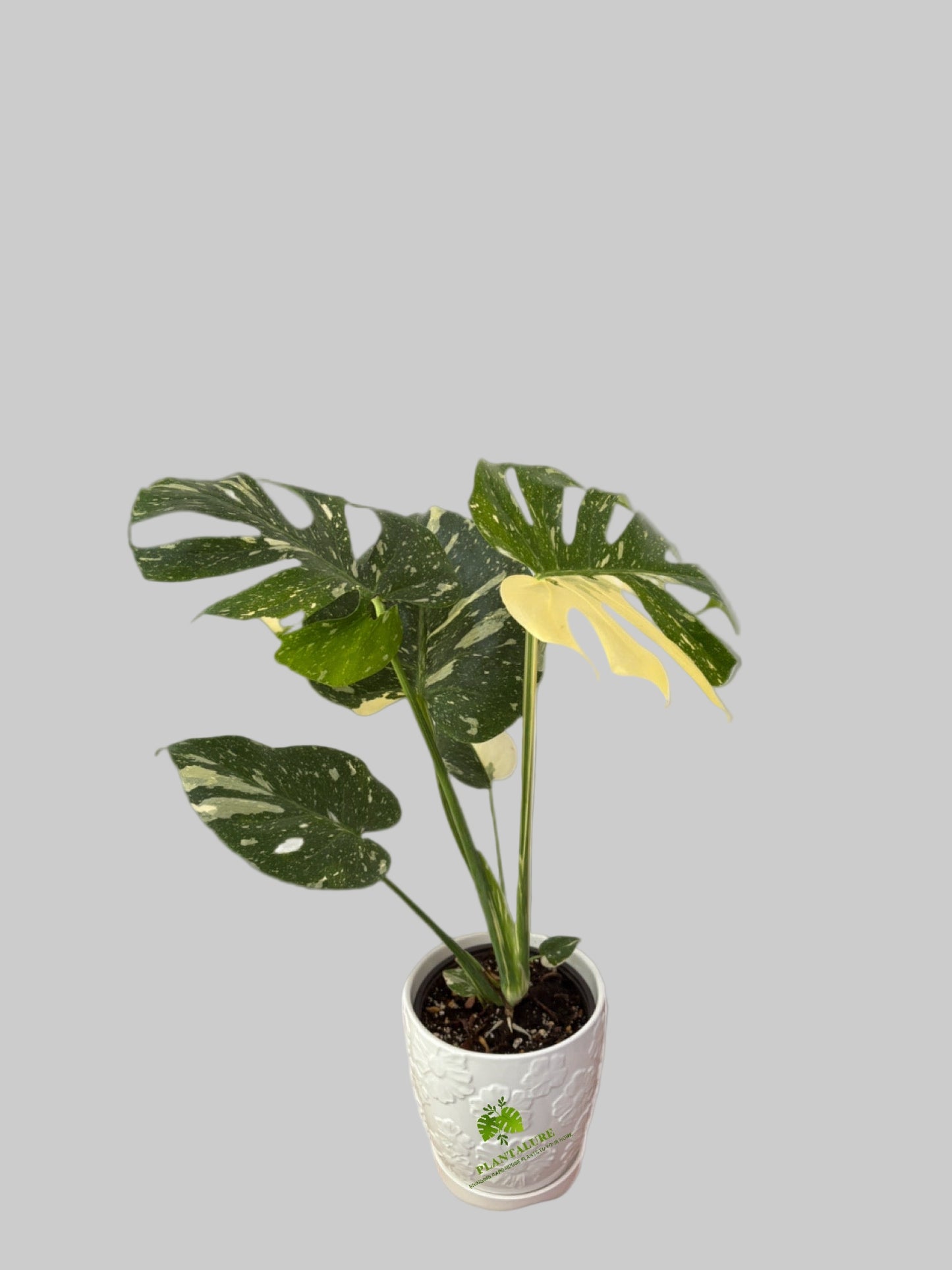 Monstera Thai Constellation Variegated