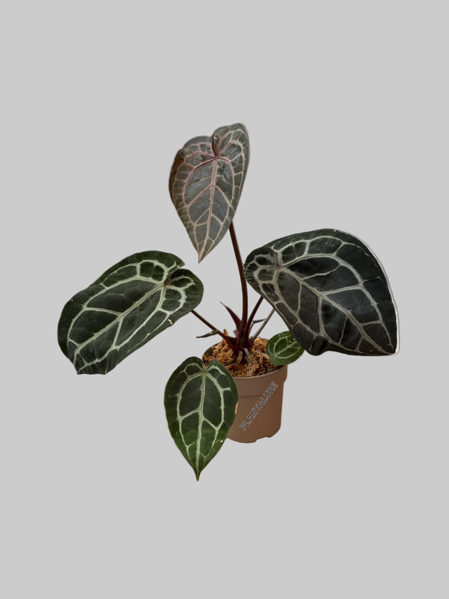 Anthurium DocBlock Michelle