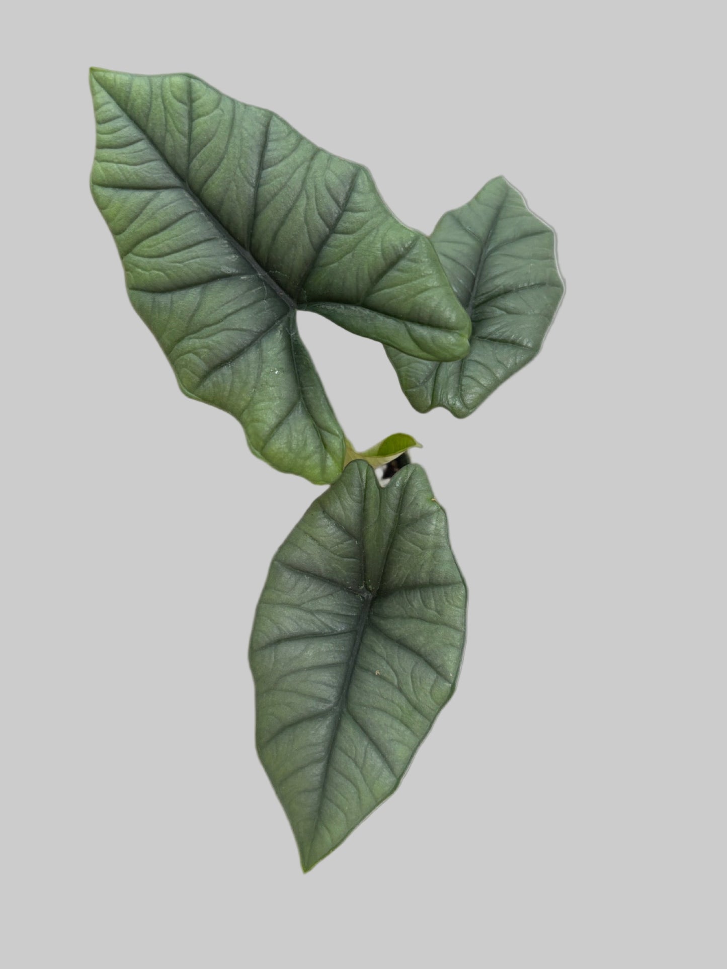 Alocasia Quicksilver - Jewel Alocasia