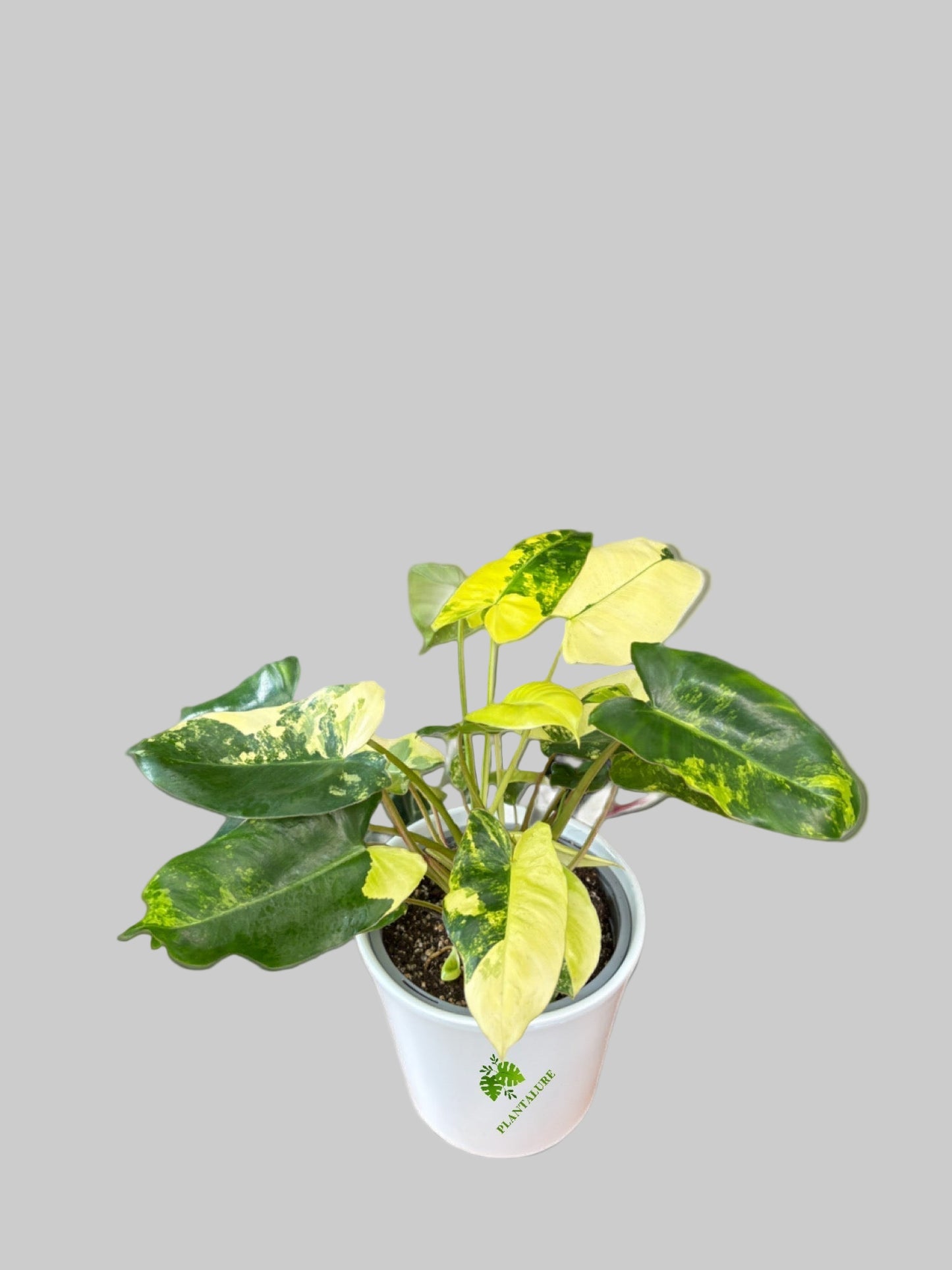 Philodendron Burle Marx