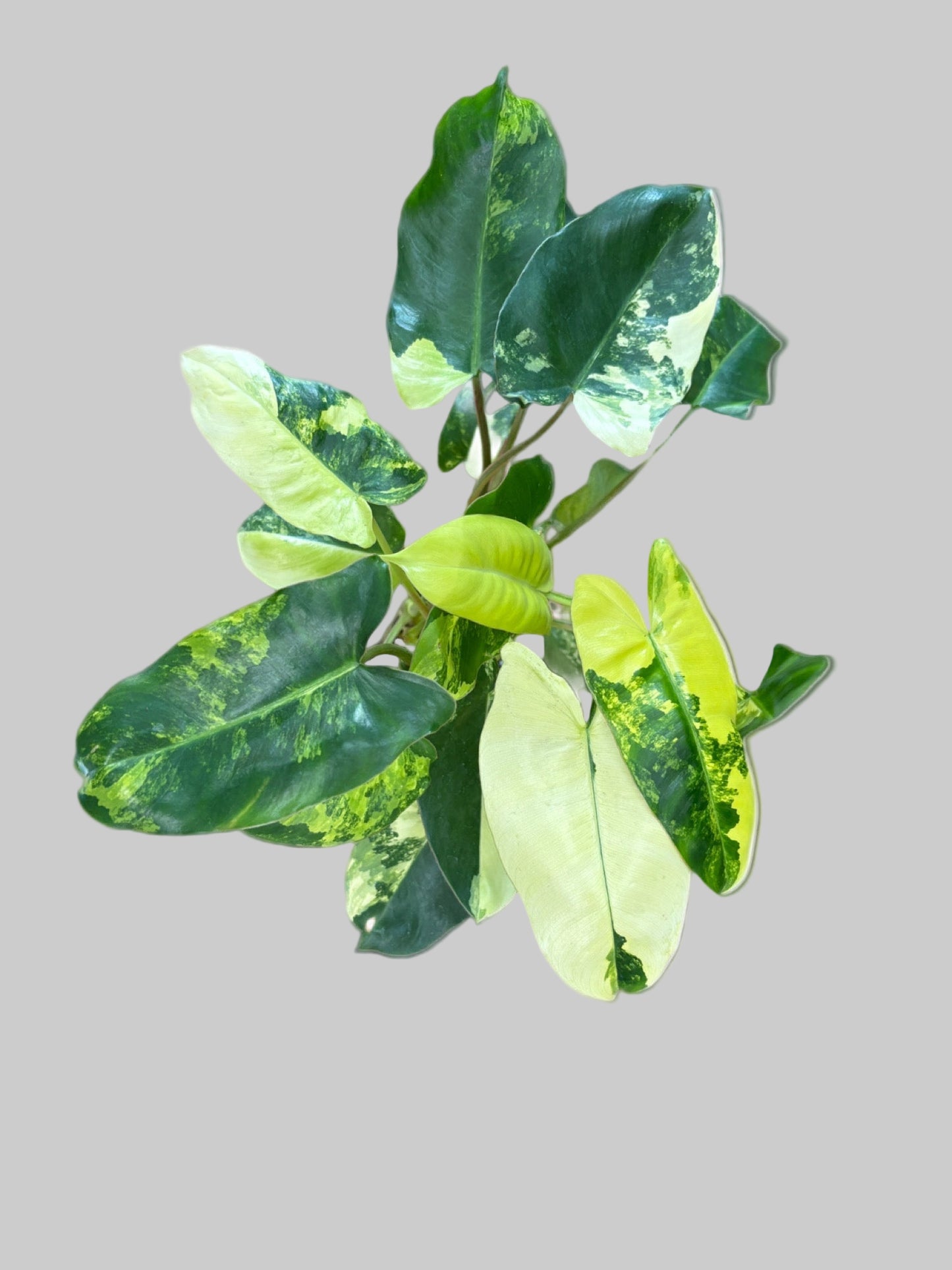 Philodendron Burle Marx