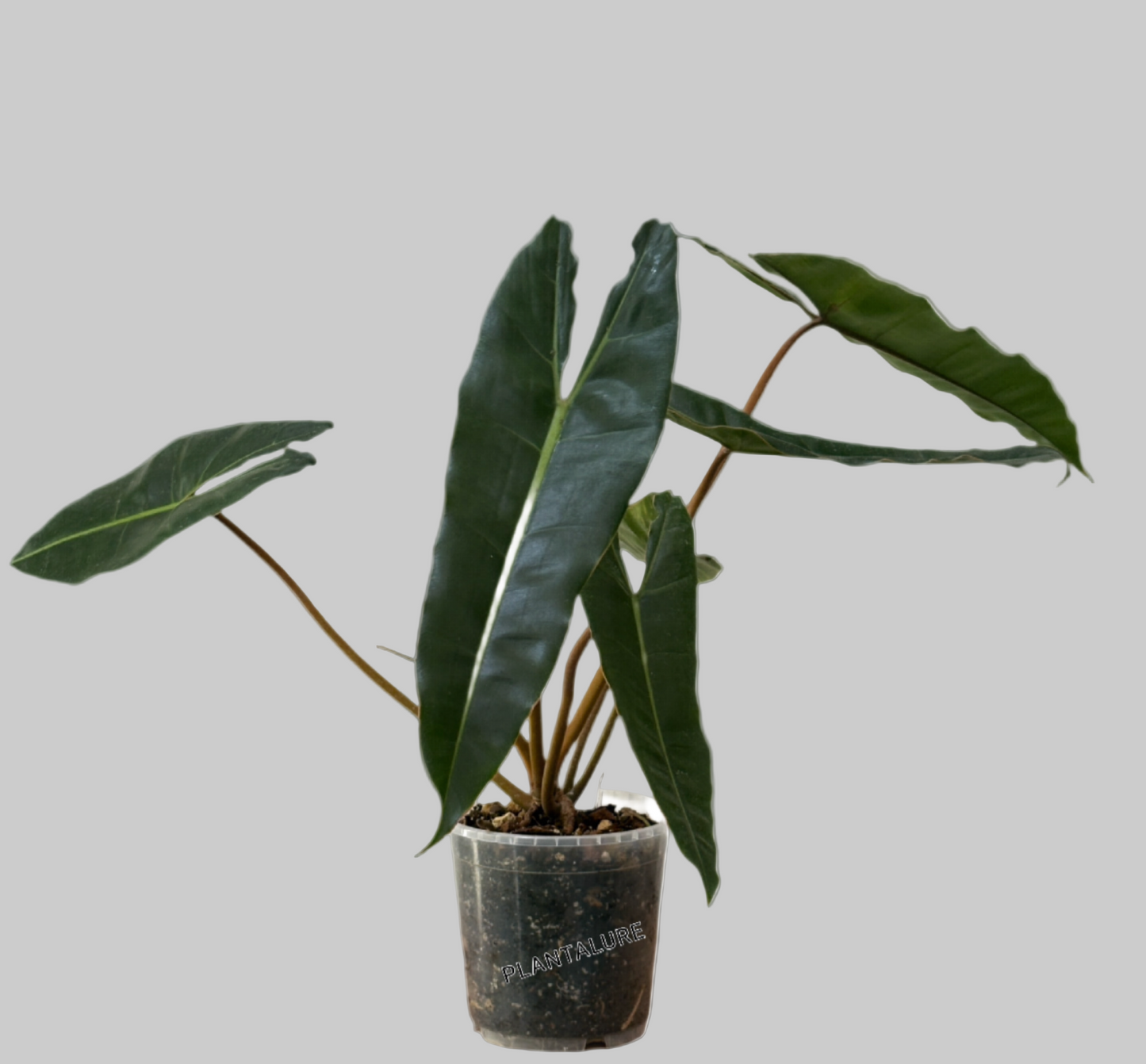 Philodendron Billietiae