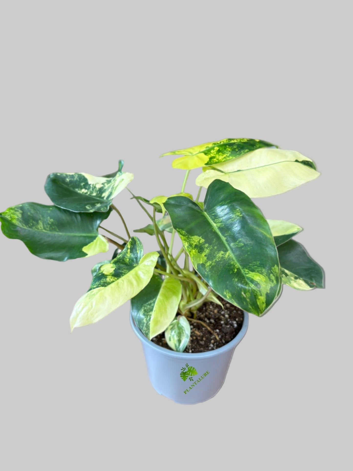 Philodendron Burle Marx