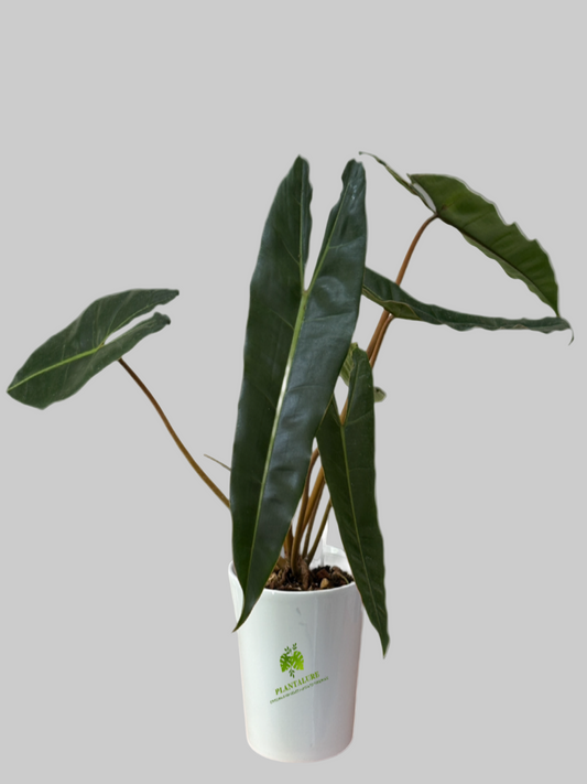 Philodendron Billietiae