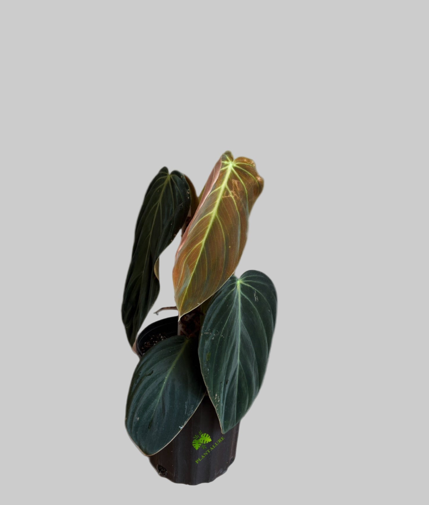 Philodendron Gigas