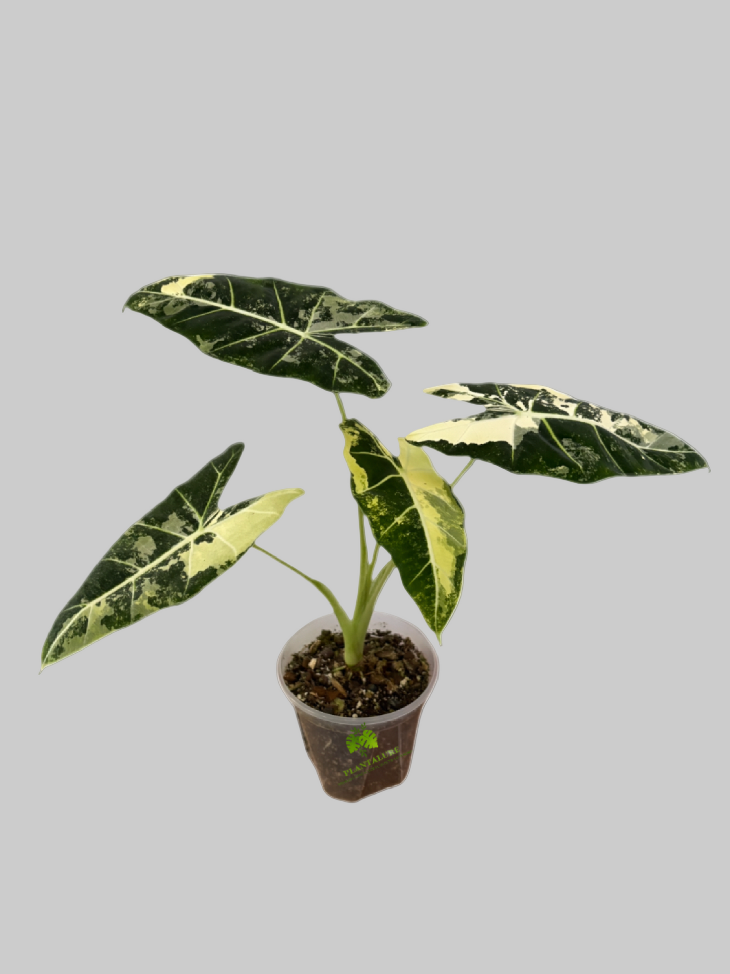 Alocasia Frydek Variegated