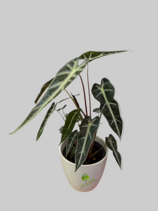 Alocasia Bambino