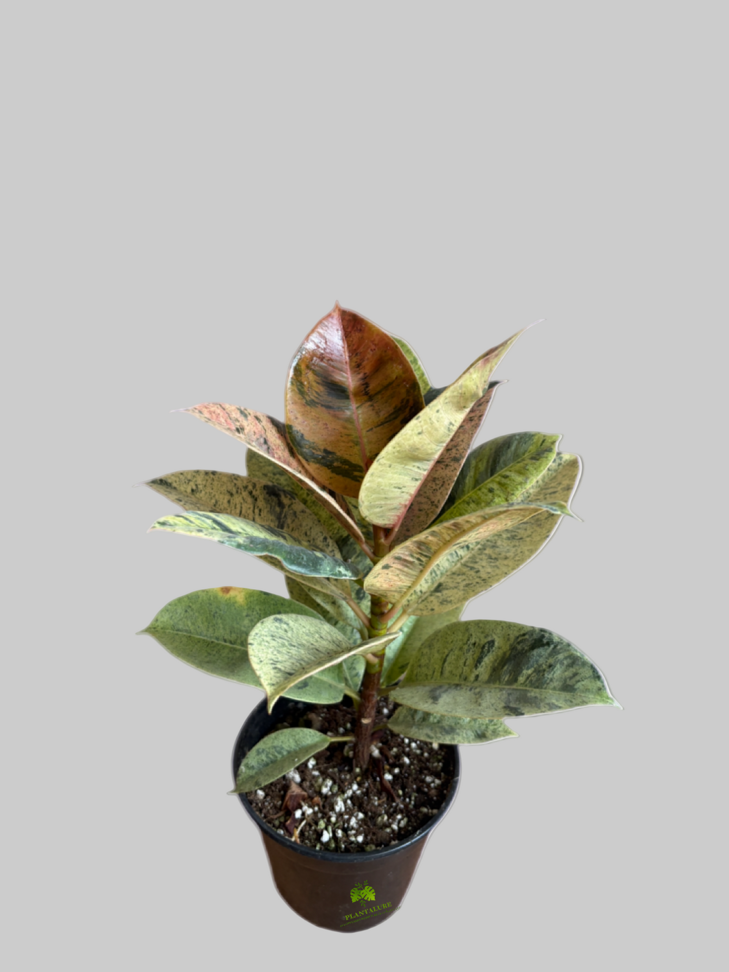 Ficus Shivereana "Moonshine"