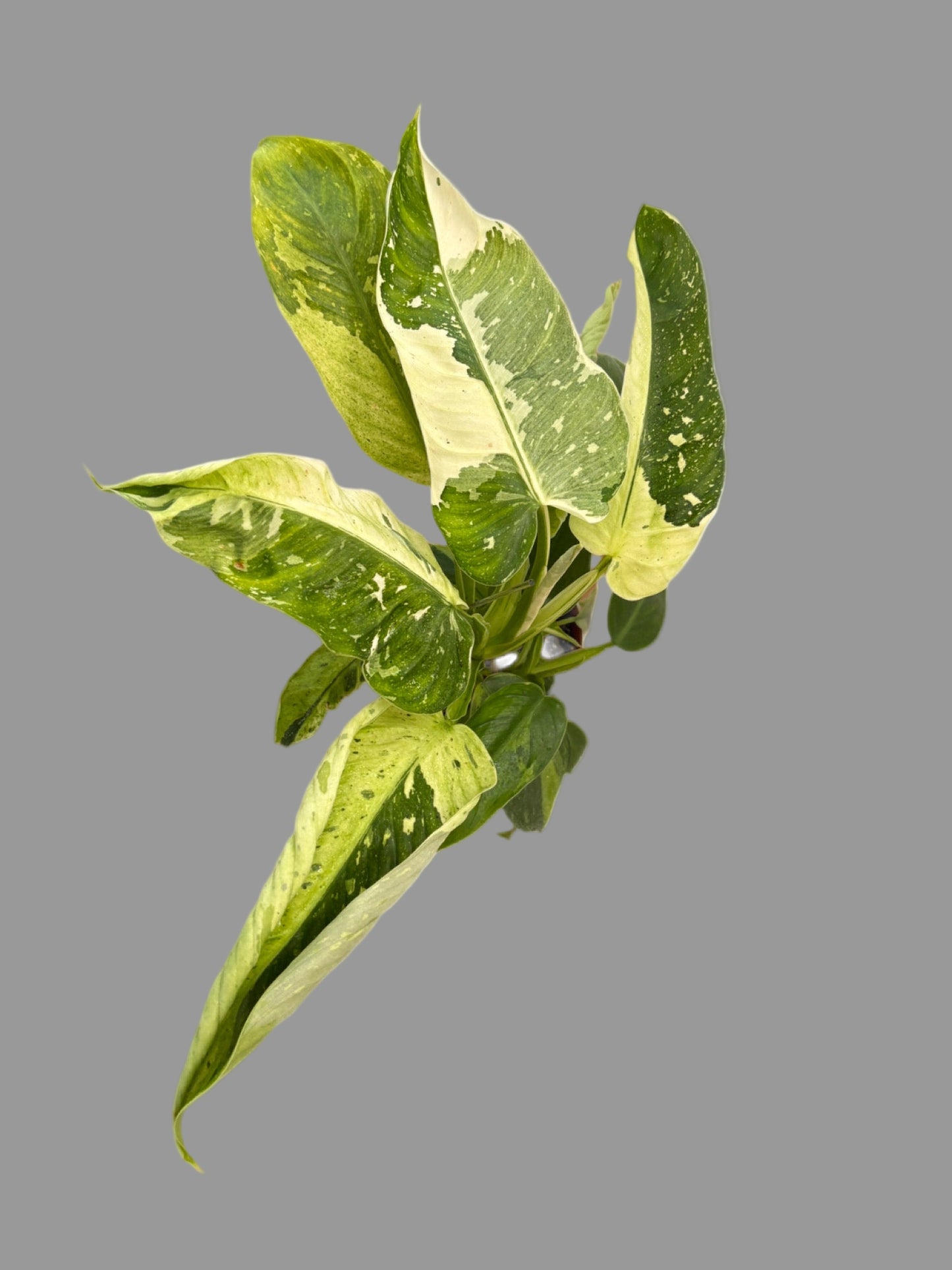 Philodendron Jose Buono