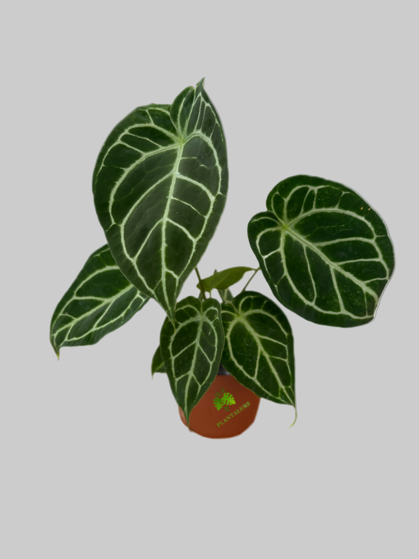 Anthurium Crystallinum Turtle