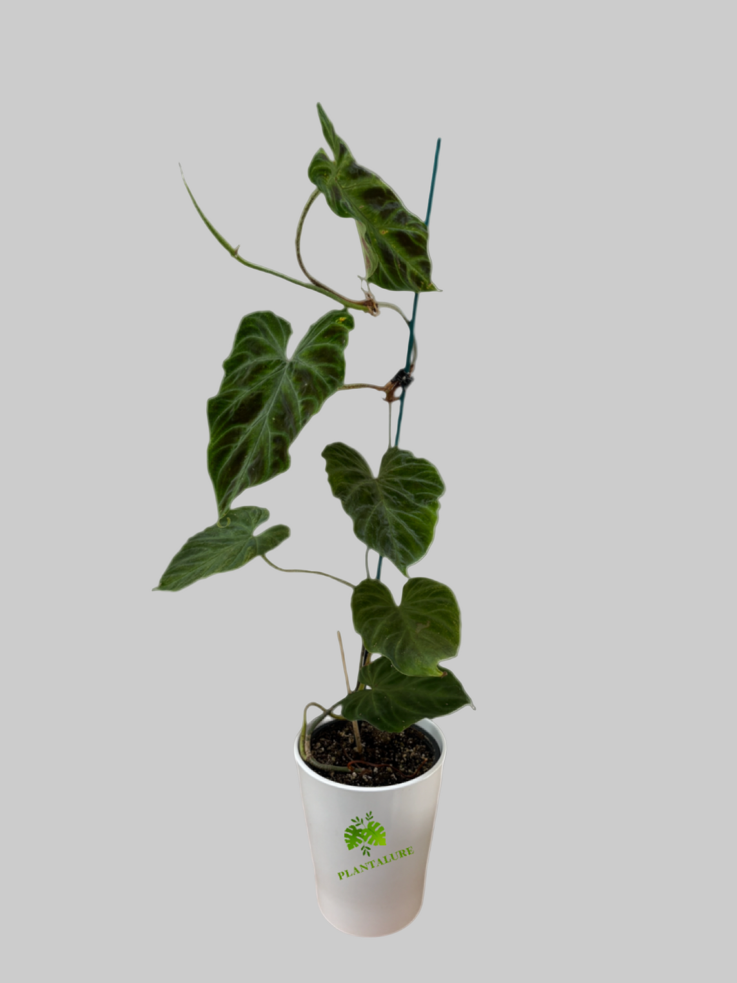 Philodendron Verrucosum Small