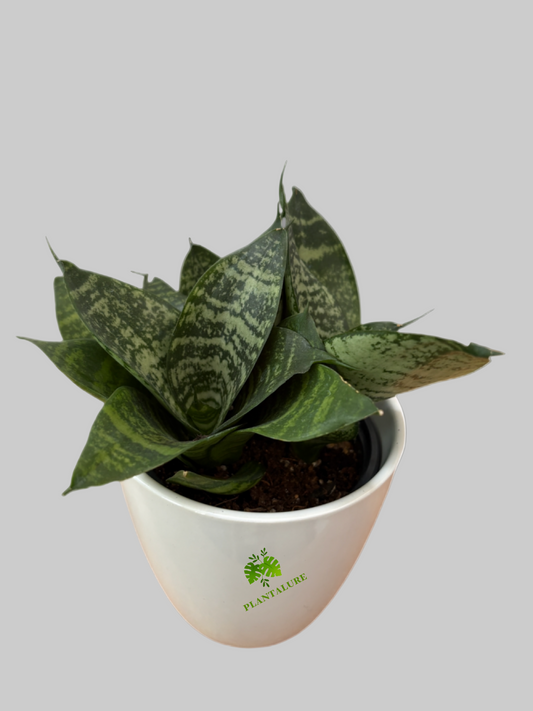 Sansevieria ‘Bird’s Nest’