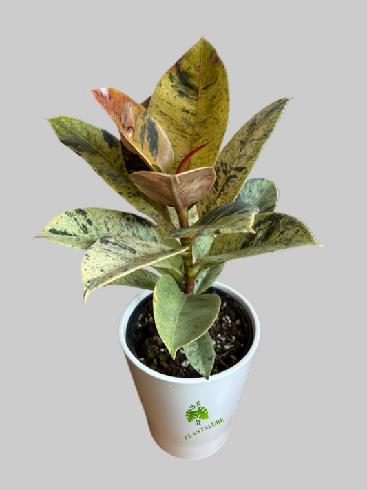 Ficus Shivereana "Moonshine"