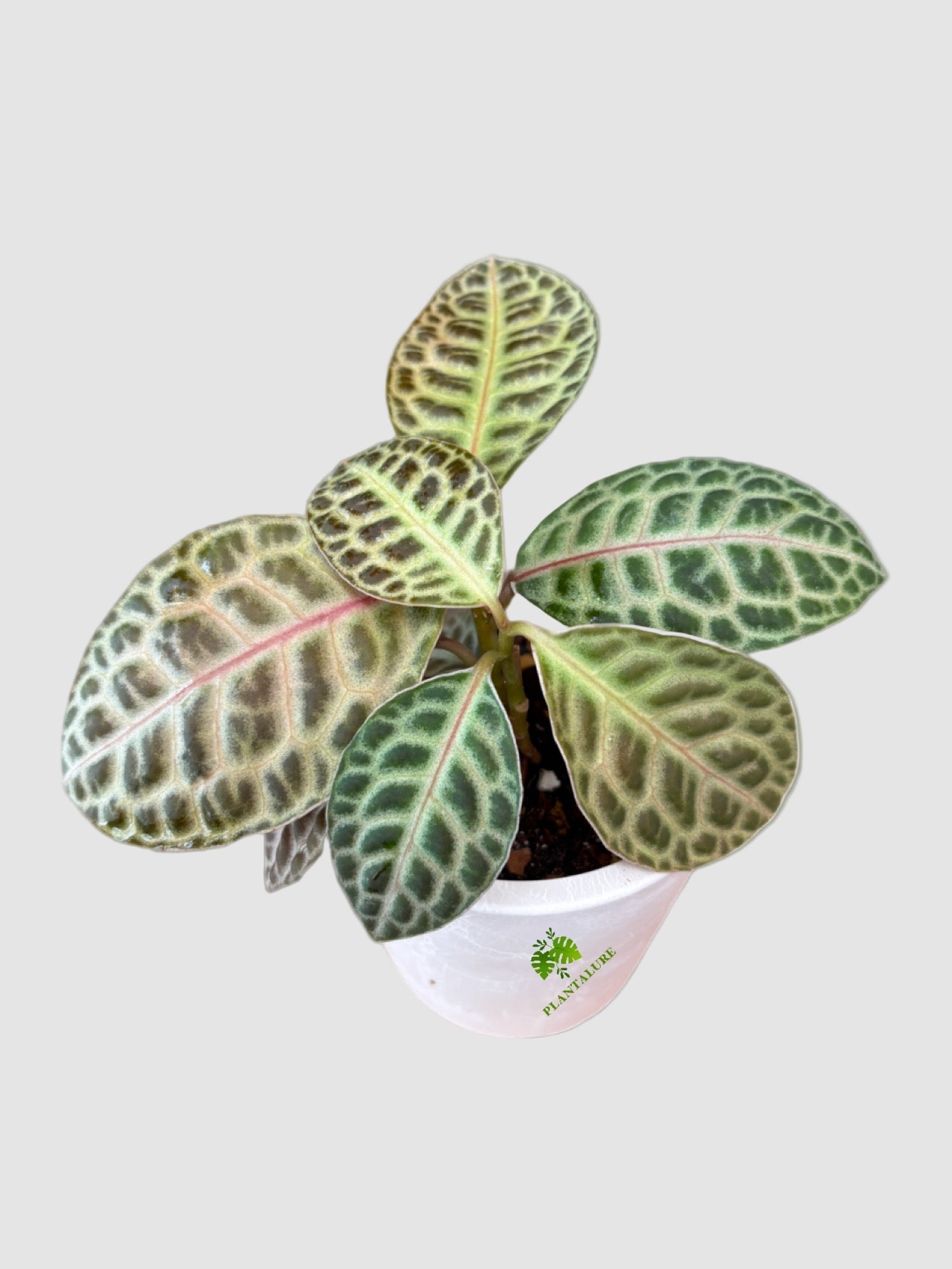 Labisia Turtle Back | Exotic Foliage Indoor Plant | Plantalure