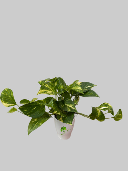 Pothos Golden