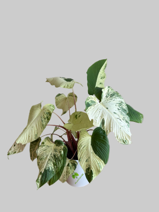 Homalomena variegated