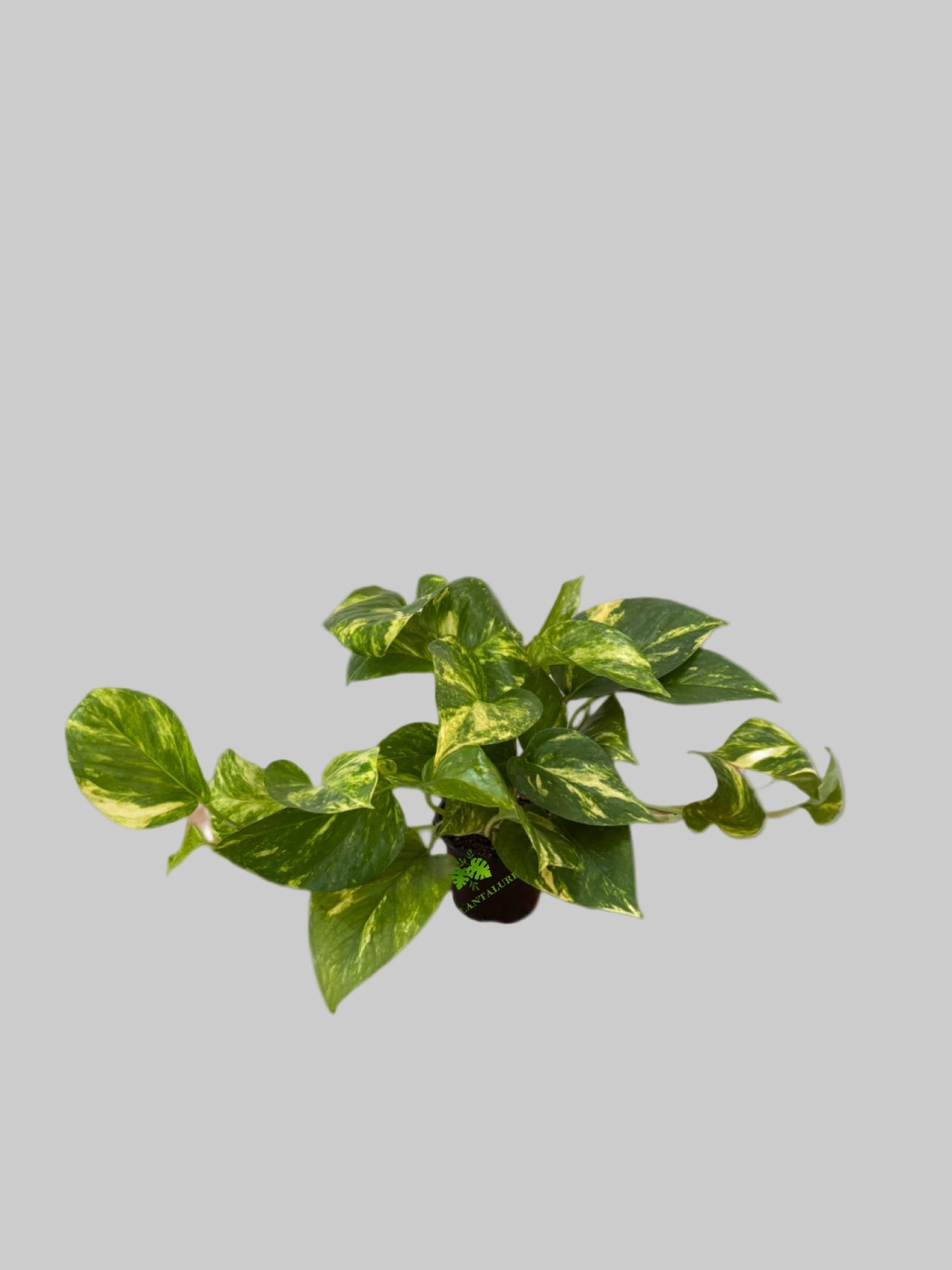 Pothos Golden