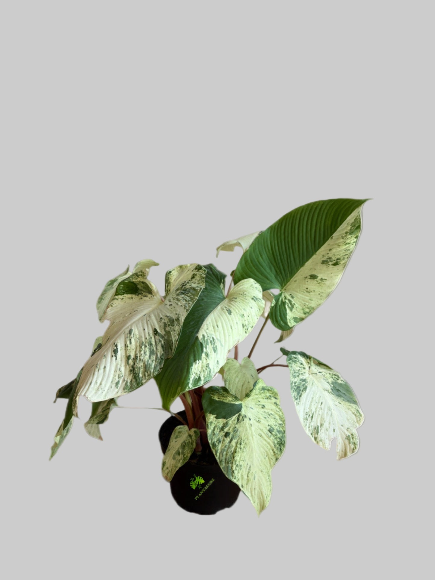 Homalomena variegated