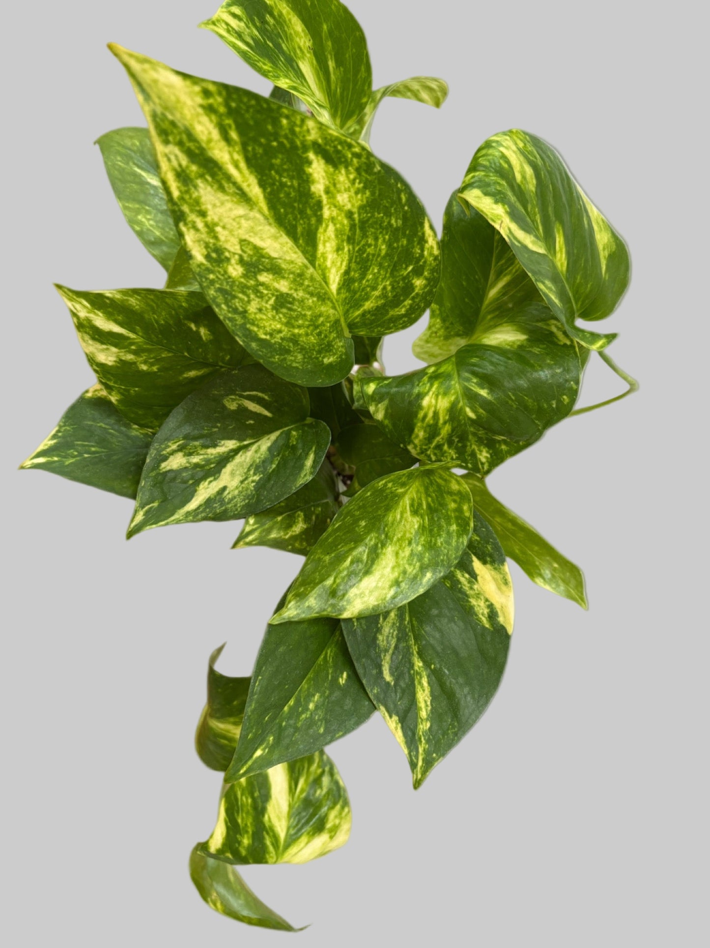 Pothos Golden