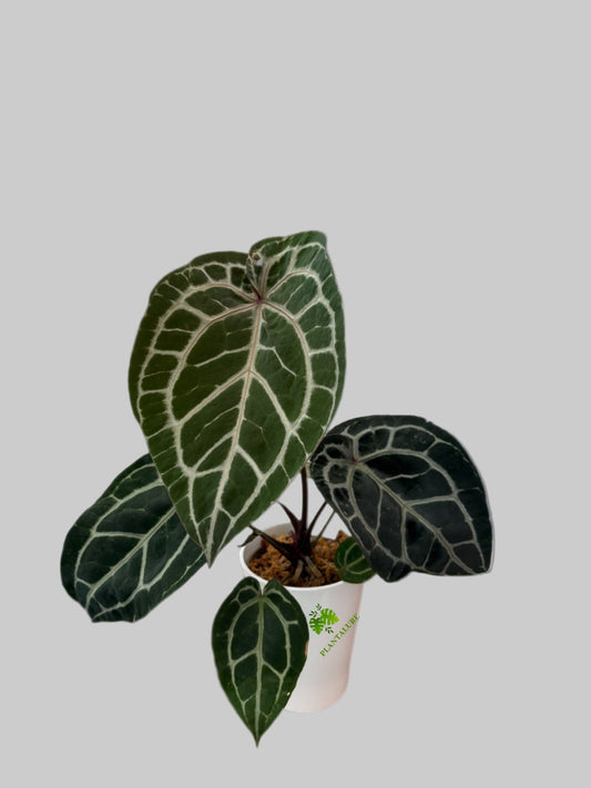 Anthurium DocBlock Michelle