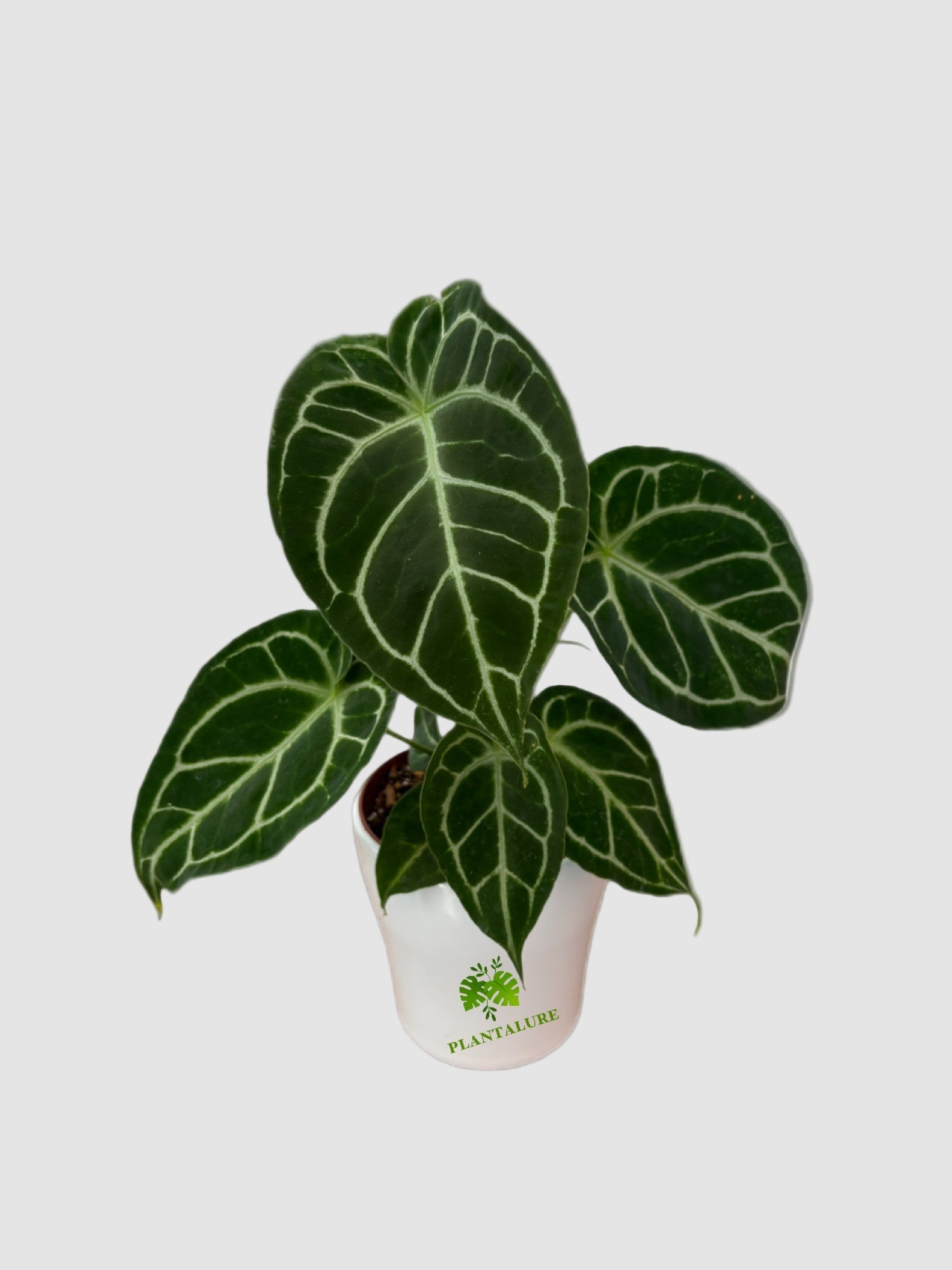 Anthurium Crystallinum Turtle | Rare Houseplants Canada – Plantalure
