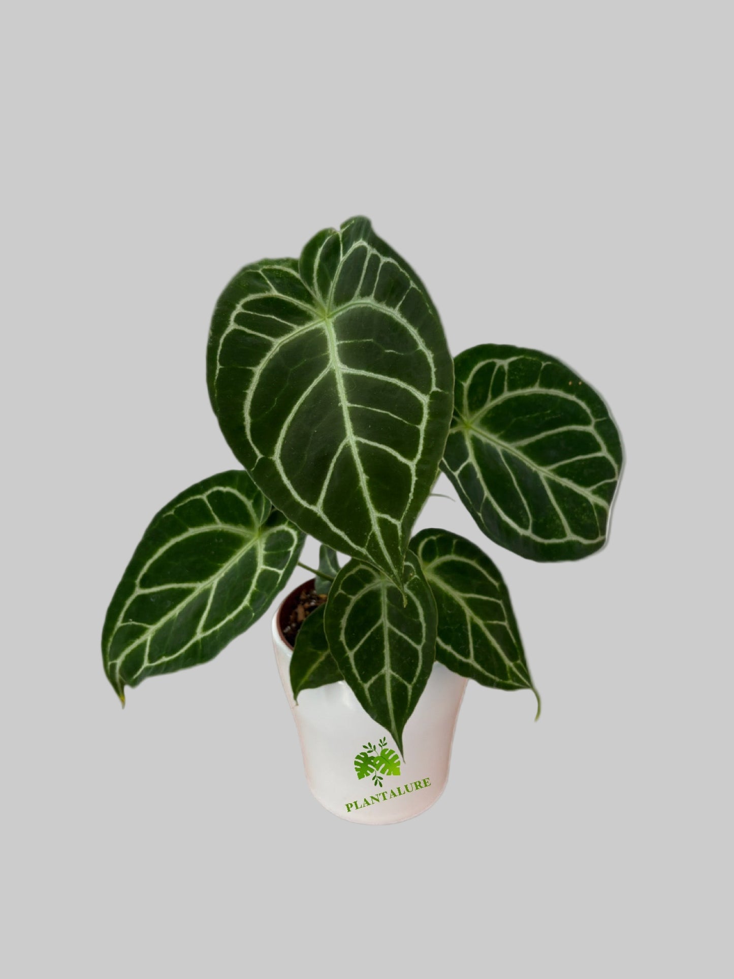 Anthurium Crystallinum Turtle